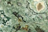 Polished Rainforest Jasper (Rhyolite) Slab - Australia #221914-1